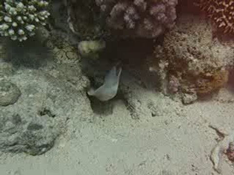 Murene blanche en Mer Rouge