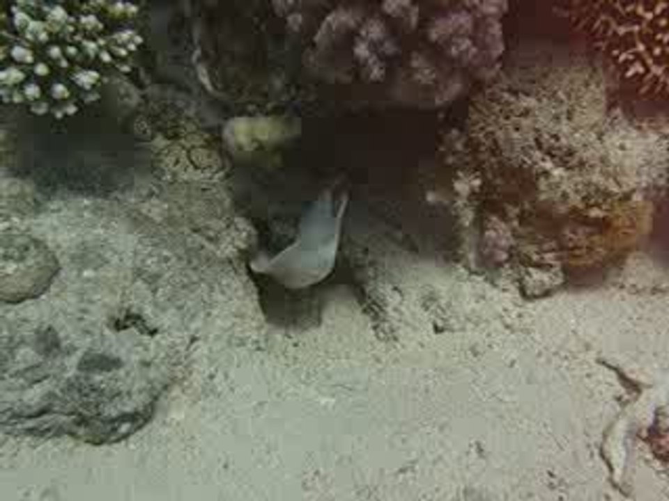 Murene blanche en Mer Rouge
