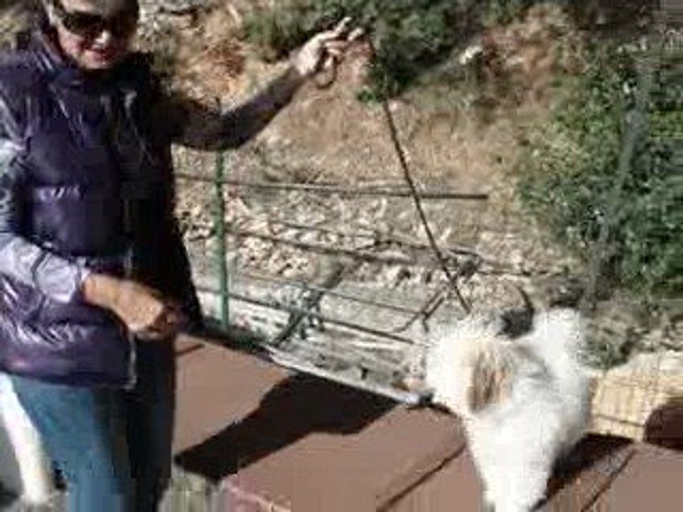 école chiot 2° octobre 2009