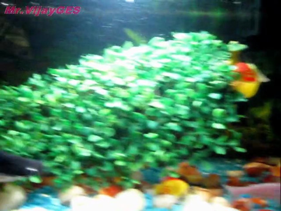 Fish Tank Aquarium a Movie