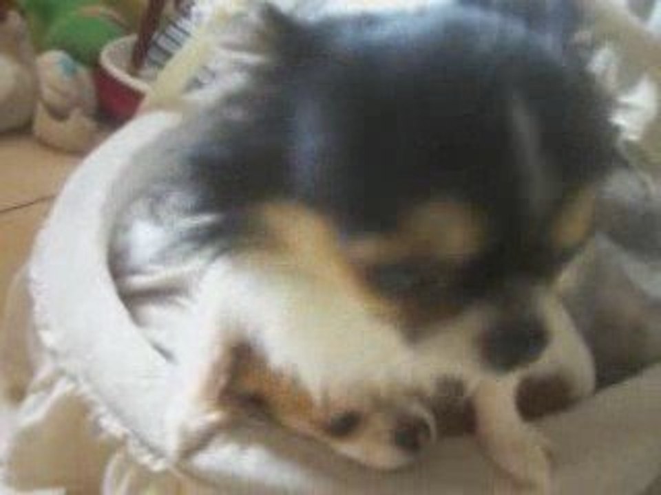 Chi'mini, confetti, Daddy's Boy et Baby love le 25 octobre