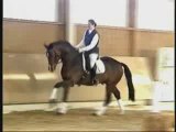 Dressage Jumping Mix
