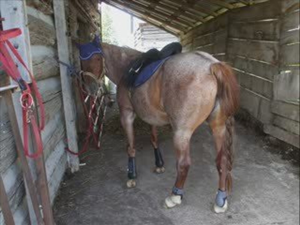 Nutmeg-Summer 2009