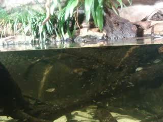 platypus (ornitorynque)