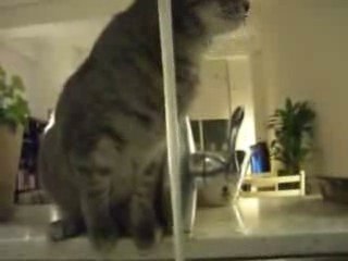 la douche du chat