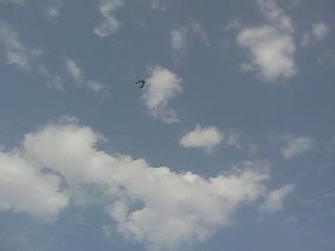 Mavi Güvercin Taklacı (15-20 metre. Eke kuş)