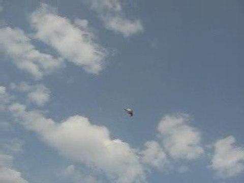 Mavi Güvercin Taklacı (15-20 metre. Eke kuş)