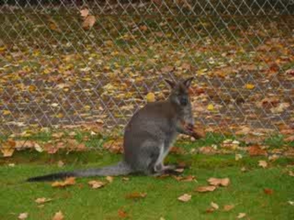 SORTIE AU PARC DES CYTISES 24 OCT 09