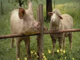 Chut c'est Dimanche CHut