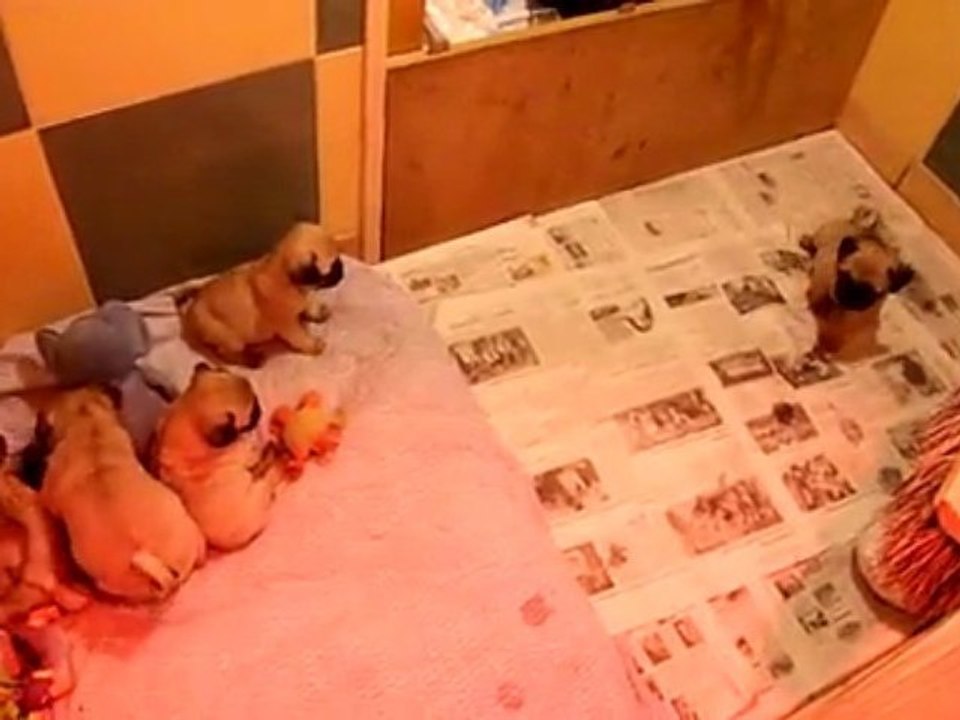 clip des bébés de zoé