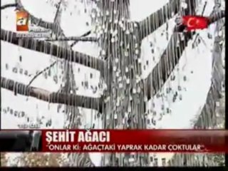 Kızılcahamamda Şehit Ağacı