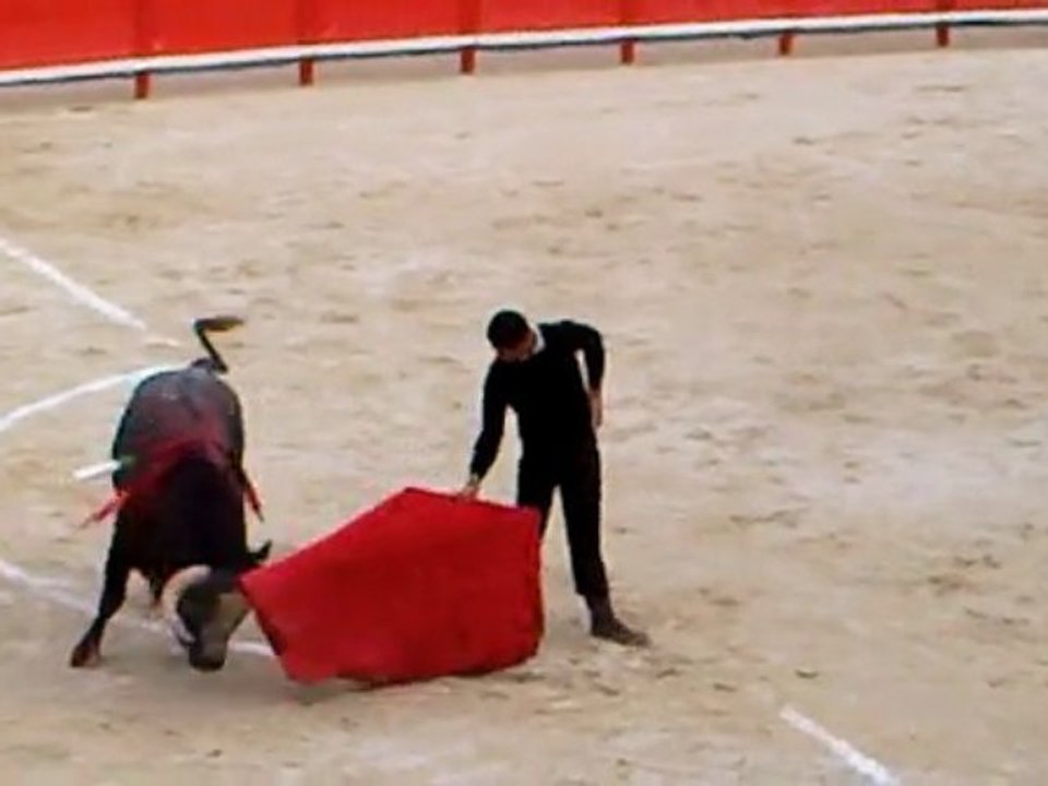 Toro de Rehuelga indulté à St Martin de Crau !
