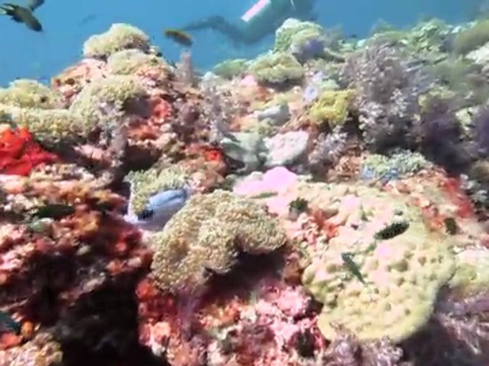 Koh Lanta - plongee