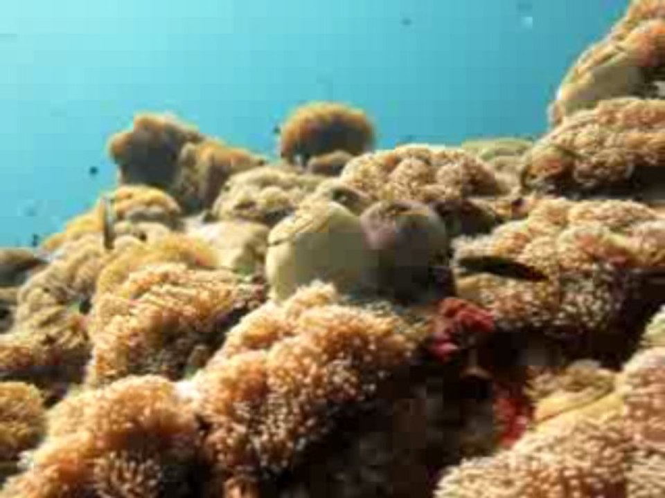 Koh Lanta 2