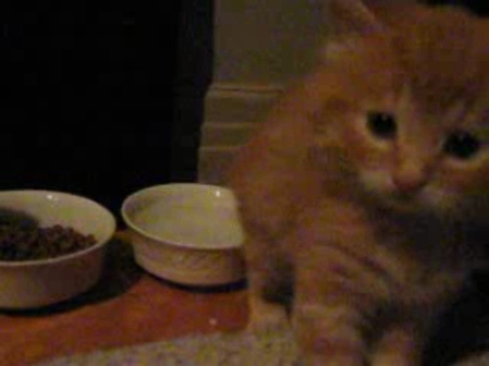 shiva et don rencontre mon toby