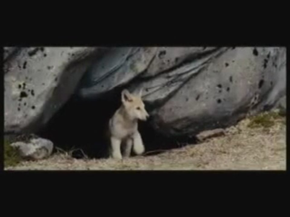 Loup - la bande annonce français