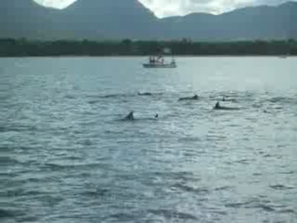 dauphins c4