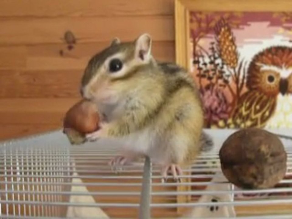 Une noisette pour les réserves !