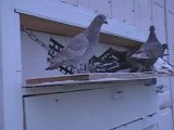 Pigeon Pals Daily Racing Club News 101 Big Bear