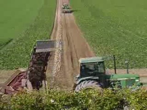 arrachage de betteraves au lycée agricole de somme vesle