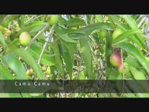 Troy Casey, Certified Health Nut, on The Amazon Herb Company