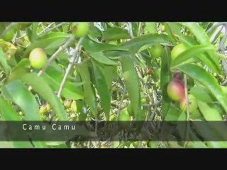 Troy Casey, Certified Health Nut, on The Amazon Herb Company