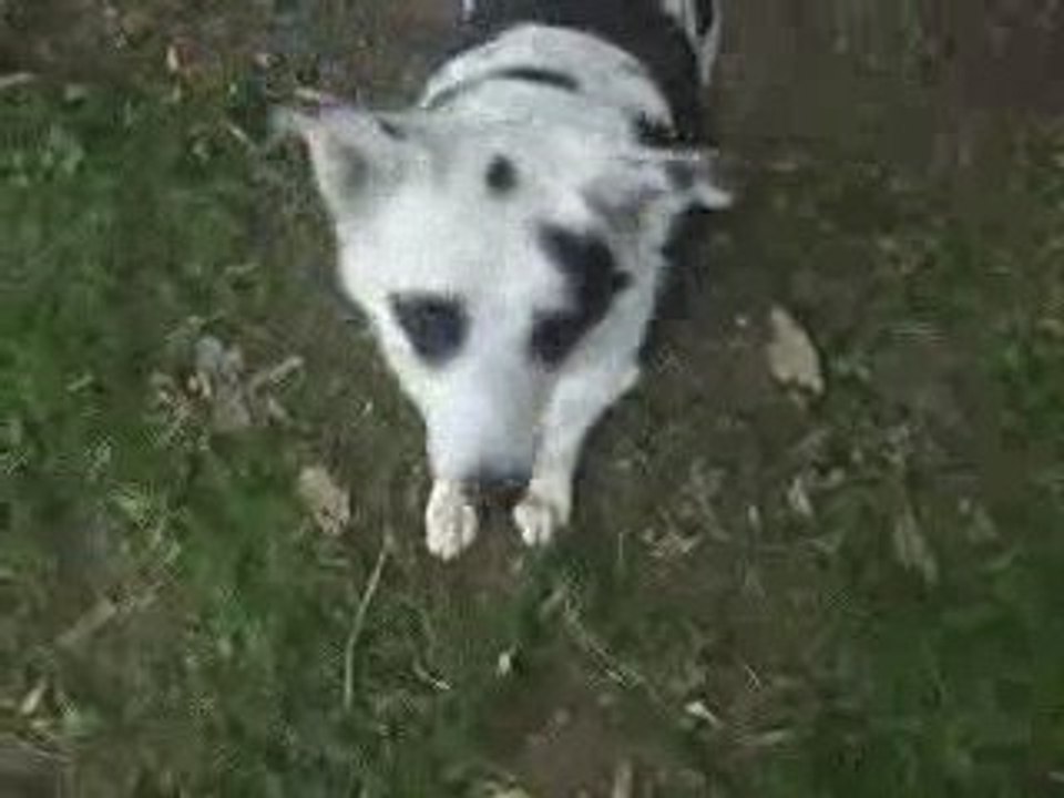 My Dog Jepsi Jumping