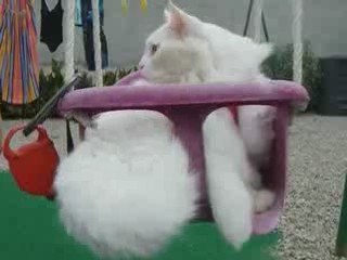 Mon chat fait de la balançoire