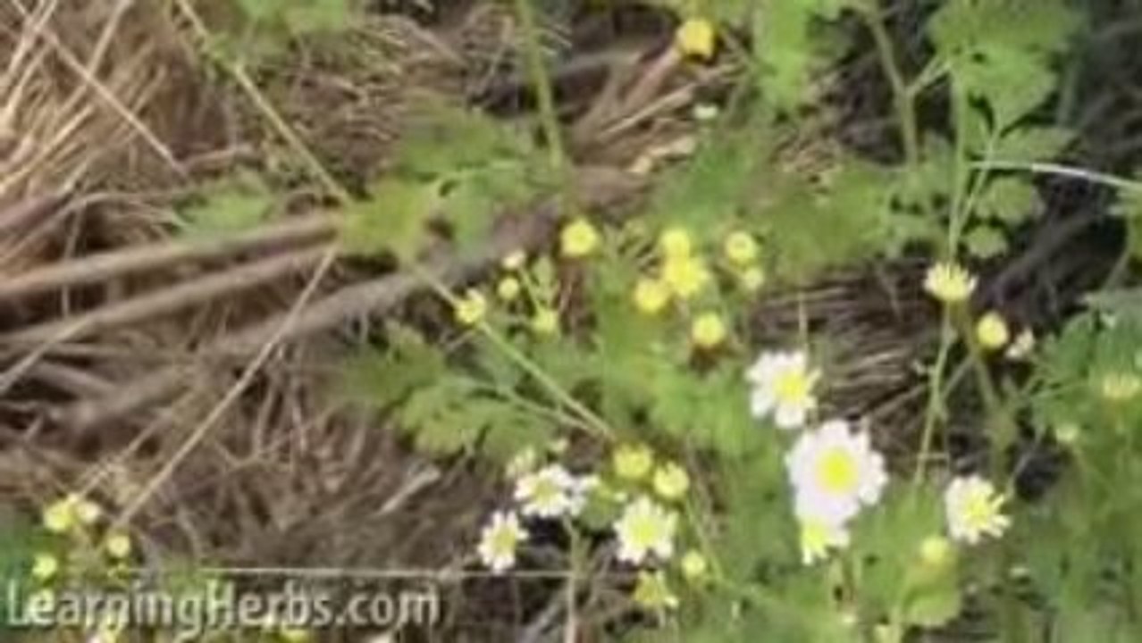 Feverfew herb: Tanacetum parthenium