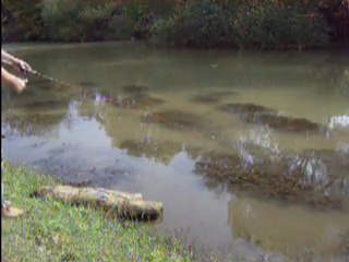 WTD aksiyon balık fishing action