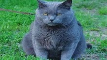 Very Funny Cats 58