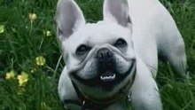 Dog eats, dog smiles