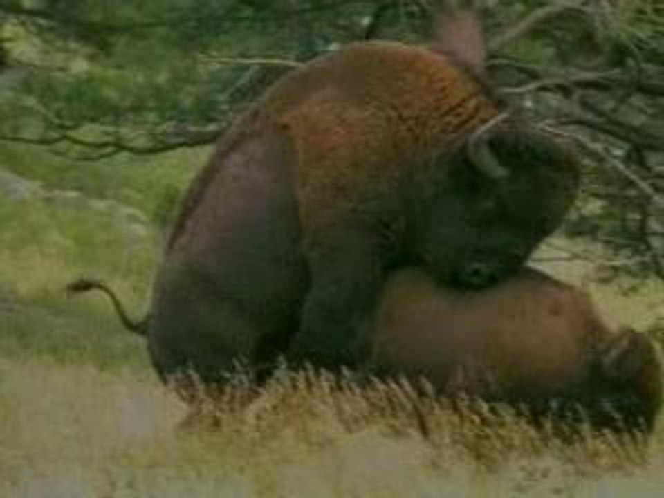 Animaux (sex mdr)