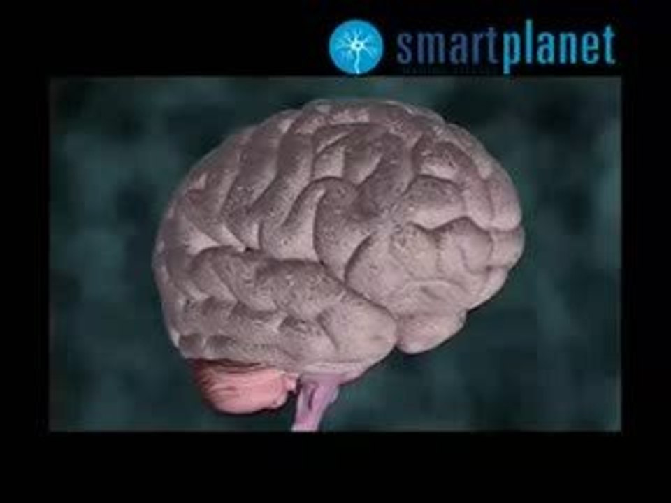 Circuito neuronal de los idiomas