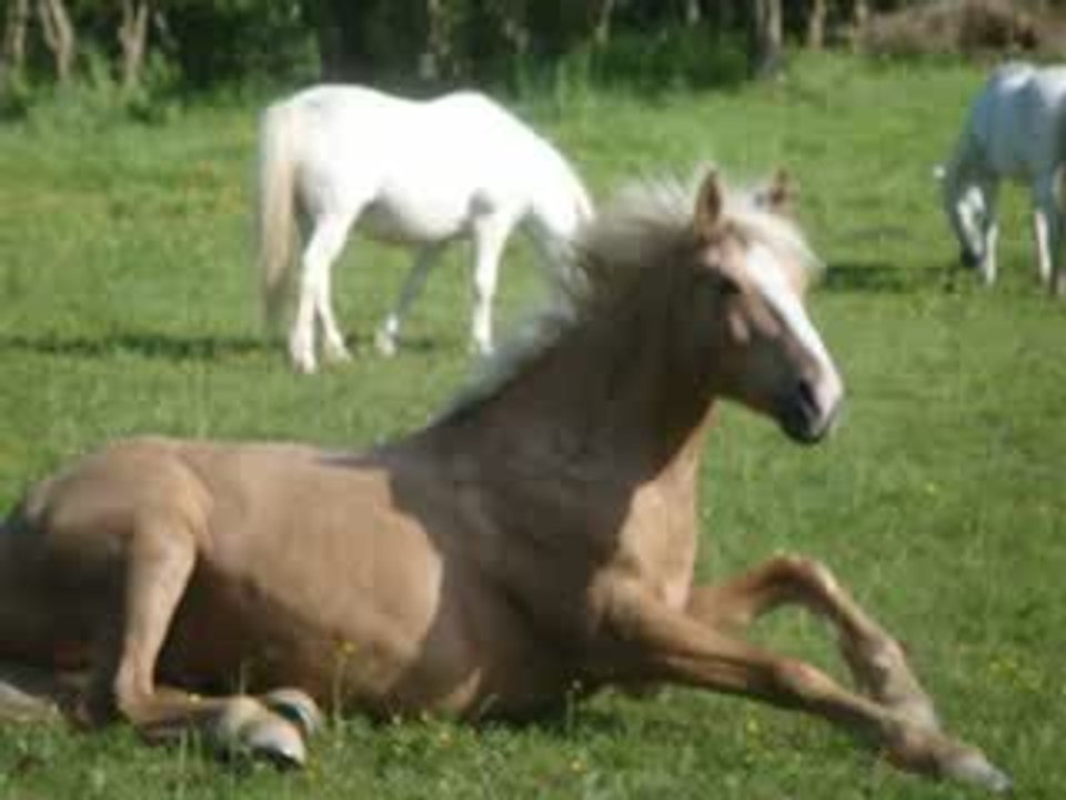 Lutin qui se gratouille ! :p