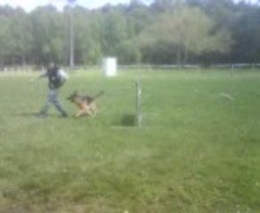 sport canin