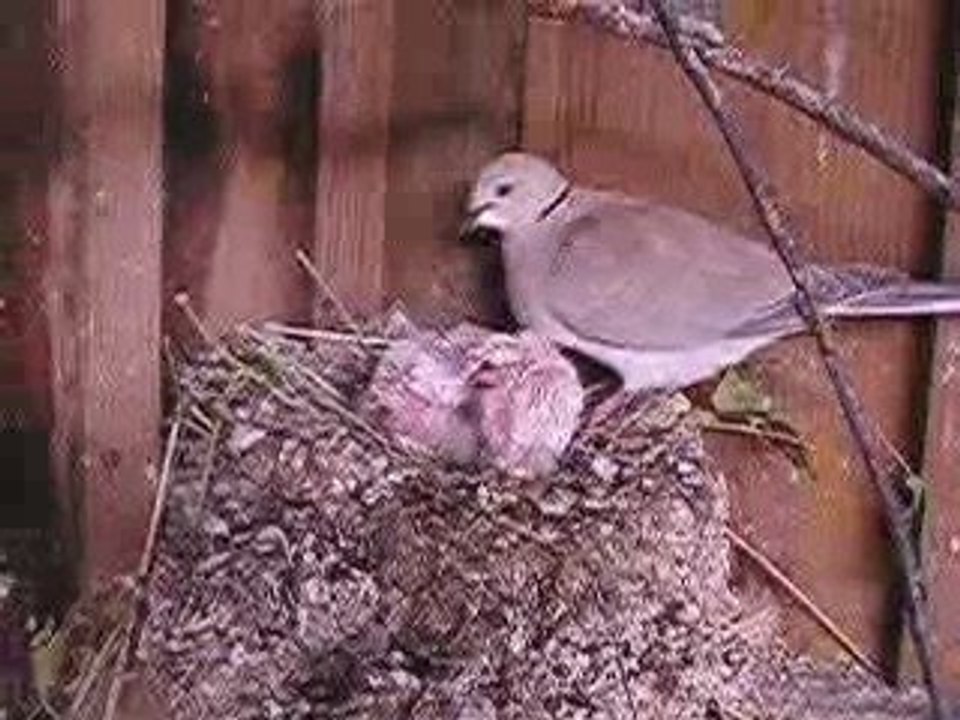 naissance tourterelles 1