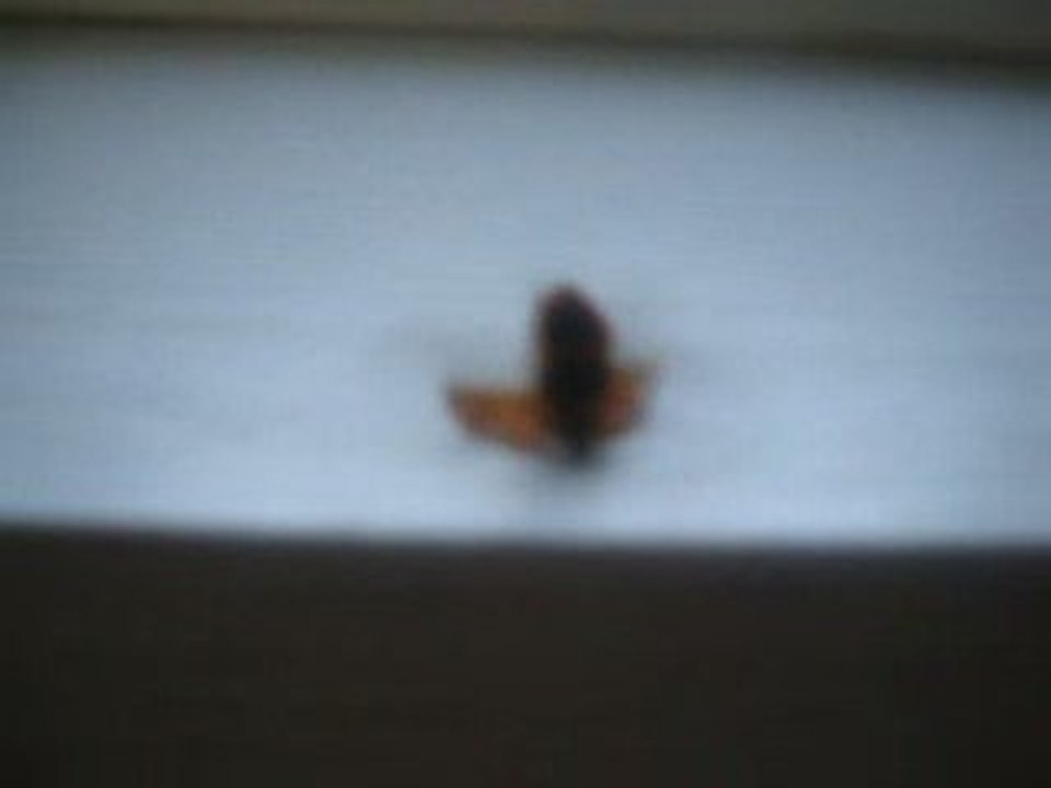 Koxy, la coccinelle Breakdanceuse aux tendances suicidaires.