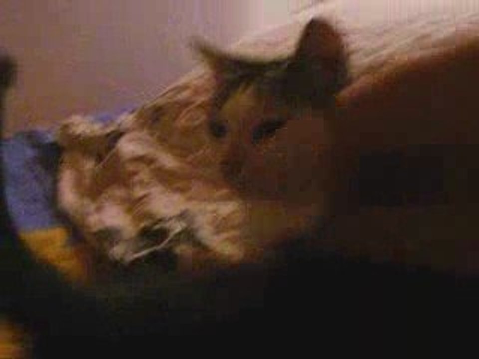 minette et son ptit