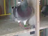 2 éme Nord-Pas-De-Calais de bergerac / 5395 pigeons