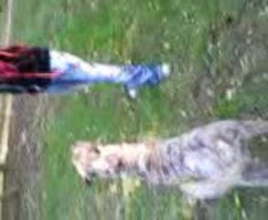 promenade liberdter des chiens