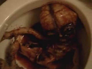 bloody mess in the toilet