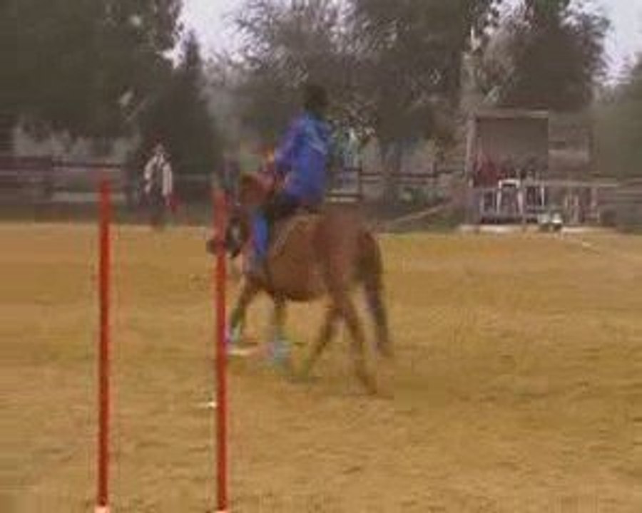 Apple Five Logis du Poney