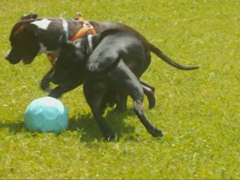 amstaff d'amour, non se ne sont pas des chiens dangereux!!!