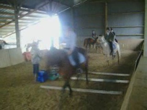 Travail sur les barres à terre avec les poulains ^^