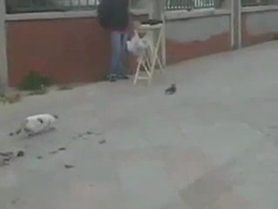 La deception d'un chat qui perd sa proie