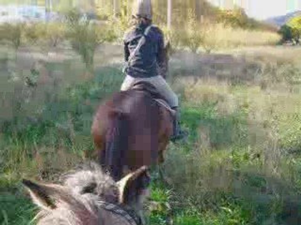 Cabré - départ au galop