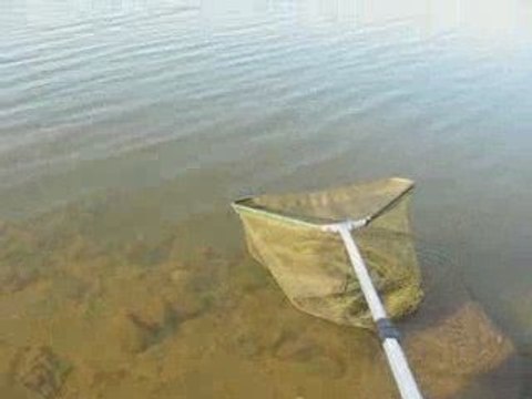 bilent yıldırım sazan avı (carp fishing)