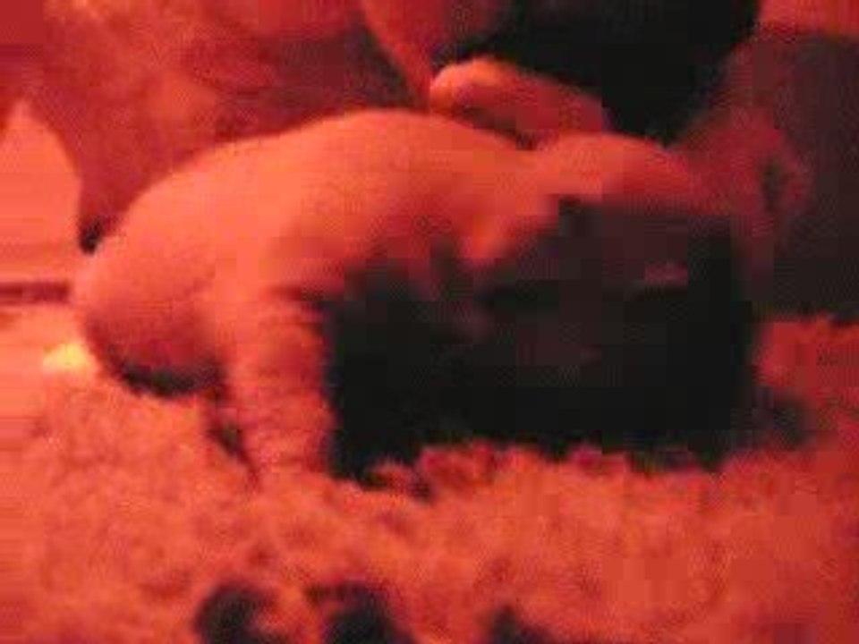 e'    du royaume des mogwaïs 16 jours