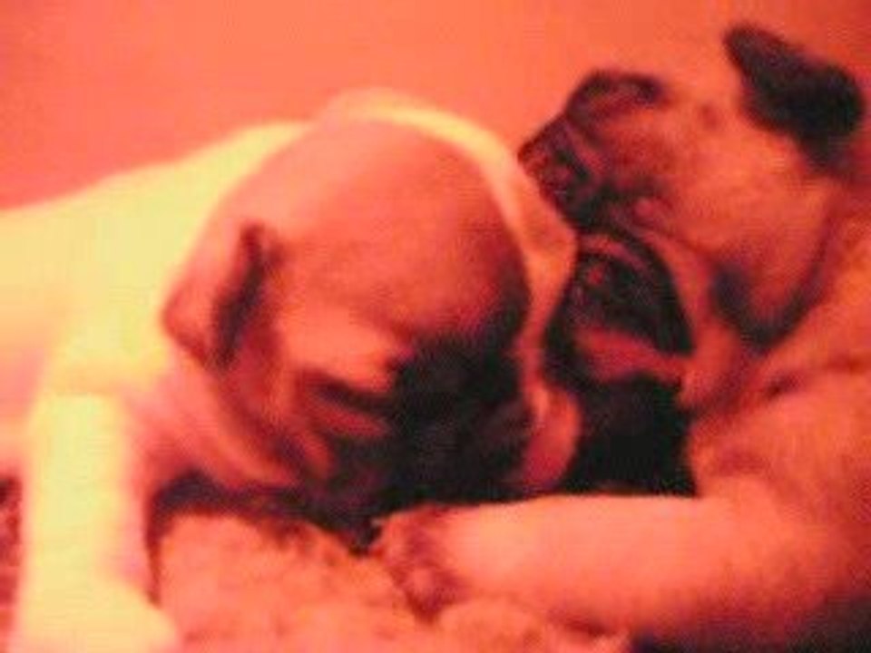 e'du royaume des mogwaïs 16 jours avec son frere et sa soeur